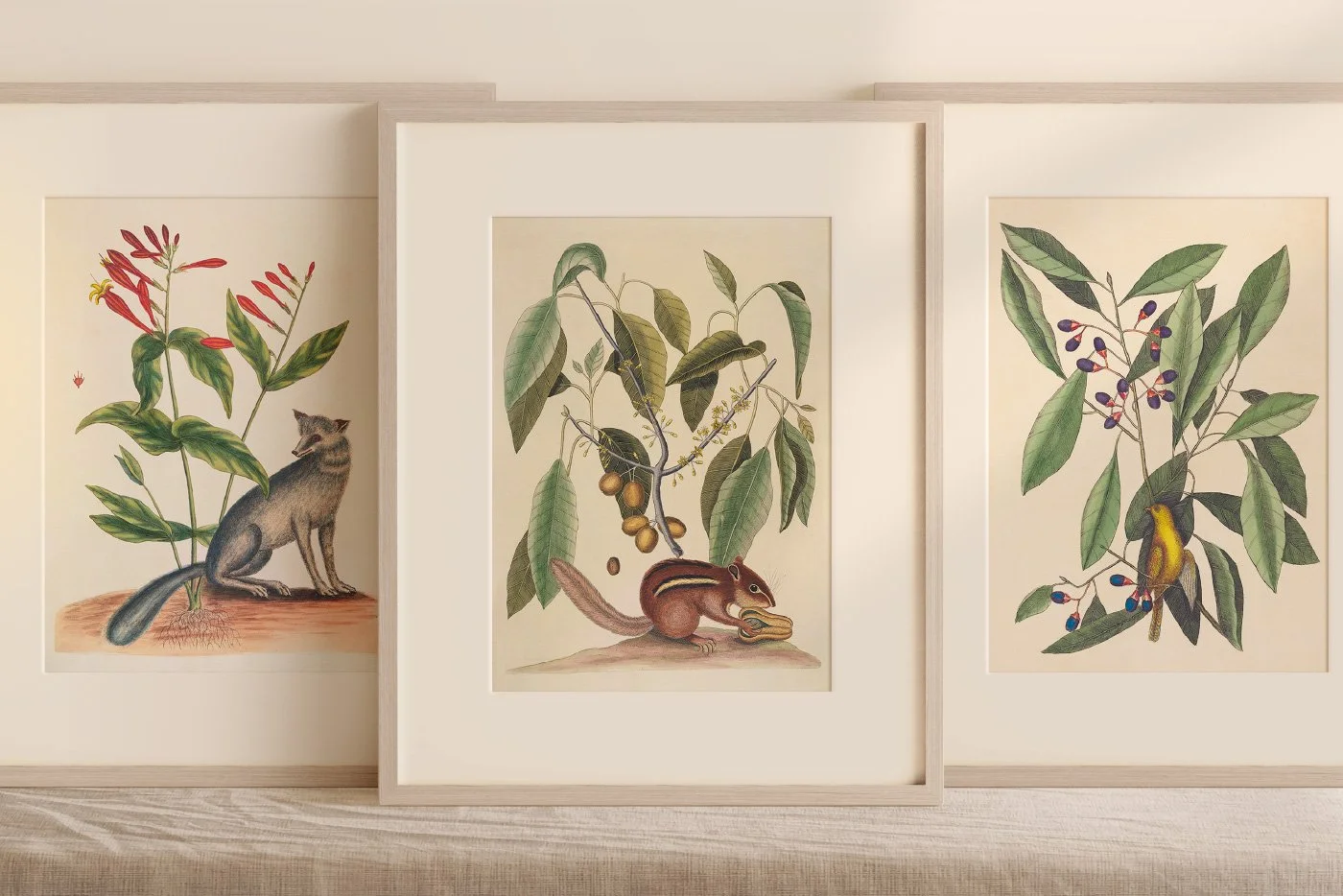 25 Vintage Mammal Prints — The Object Atlas